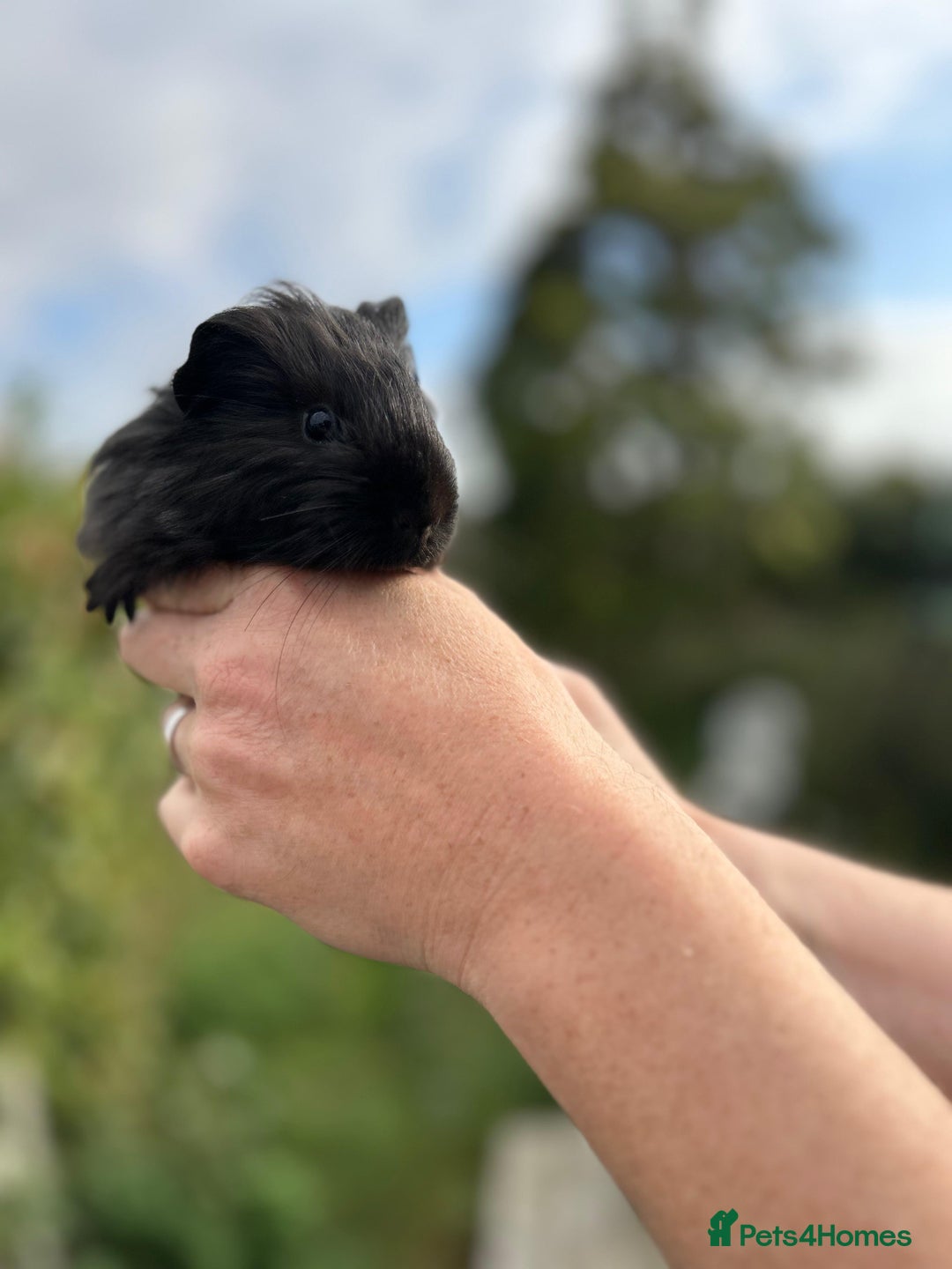 Guinea Pig rodents for sale: Stunning baby guinea pigs  - Image 14
