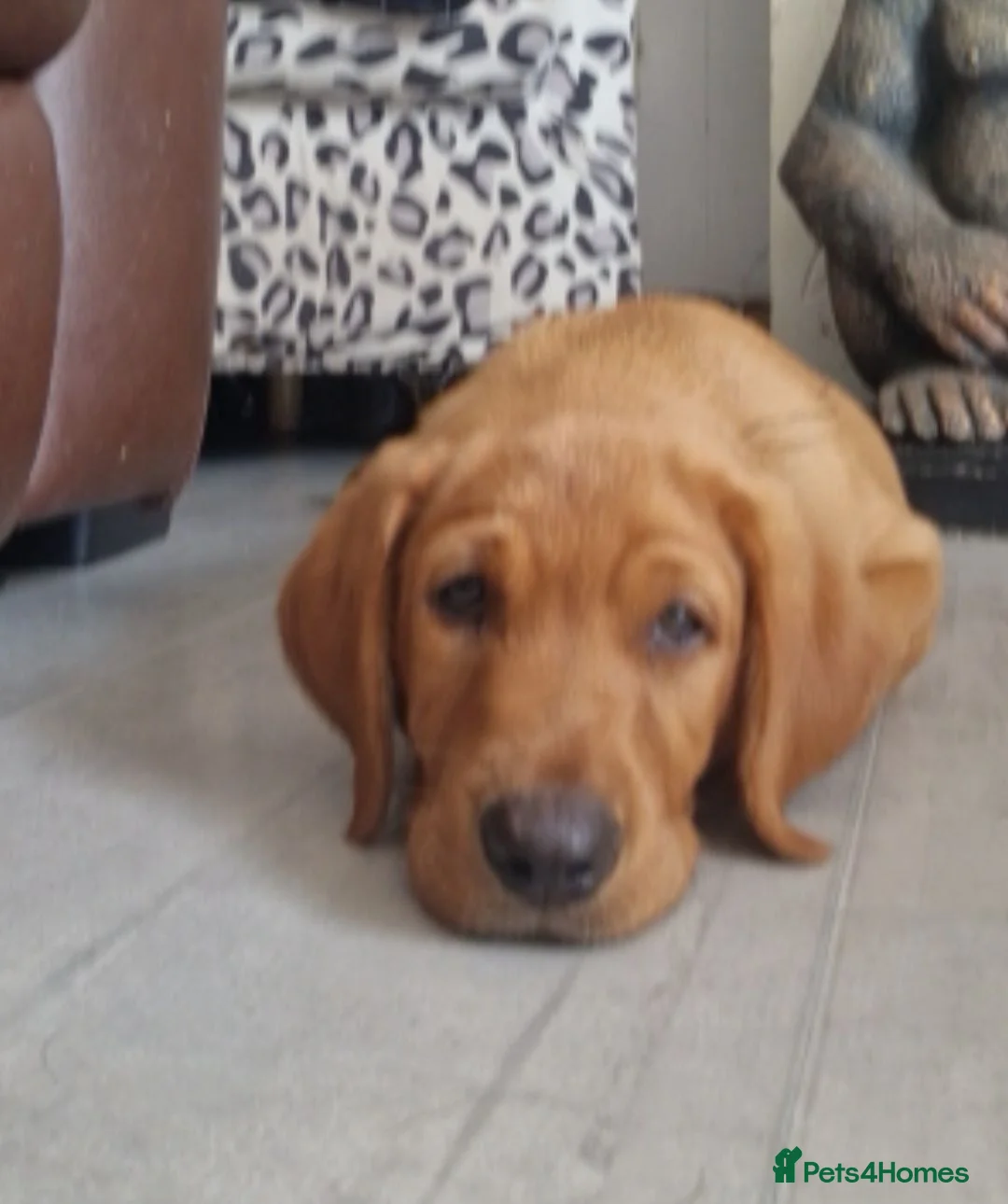 Labrador Retriever dogs for sale: Labrador Puppies ready now 2 left - Advert 2