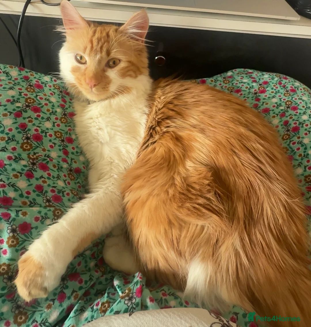 Mixed Breed cats for sale: Fluffy cat in Wednesbury - Advert 3