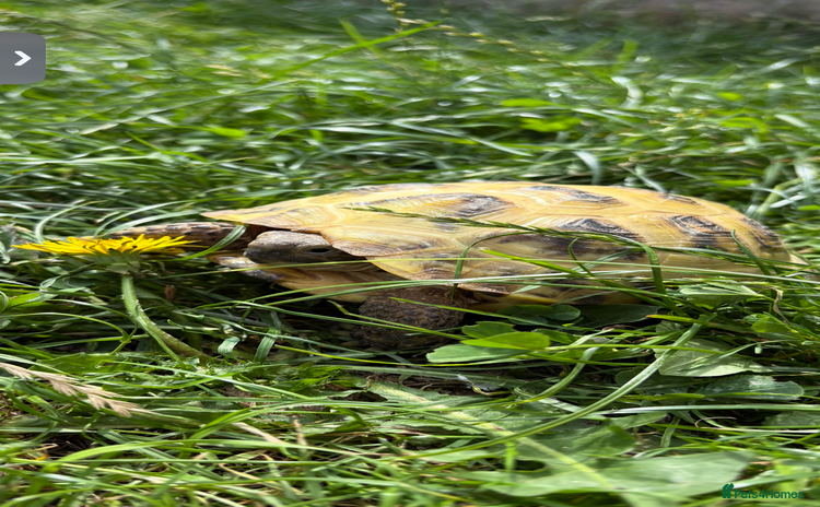 Hermann Tortoise reptiles Hermann tortoise and set up - Advert 3
