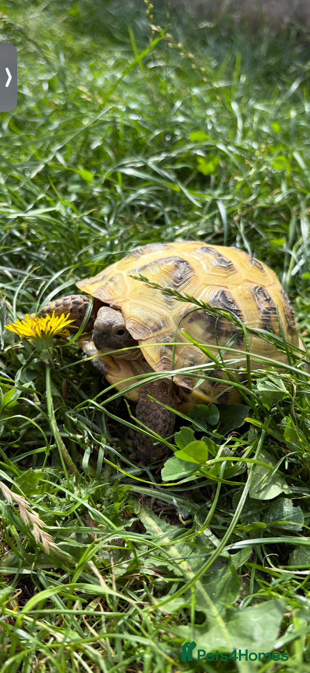 Hermann Tortoise reptiles for sale: Hermann tortoise and set up - Advert 1