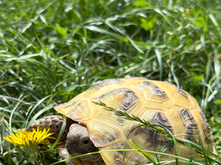 Hermann Tortoise reptiles for sale: Hermann tortoise and set up - Advert 1