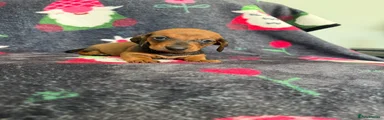 Dachshund 1