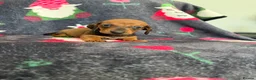 Dachshund dogs for sale: Outstanding champion bred standard smooth pups  - Advert 10