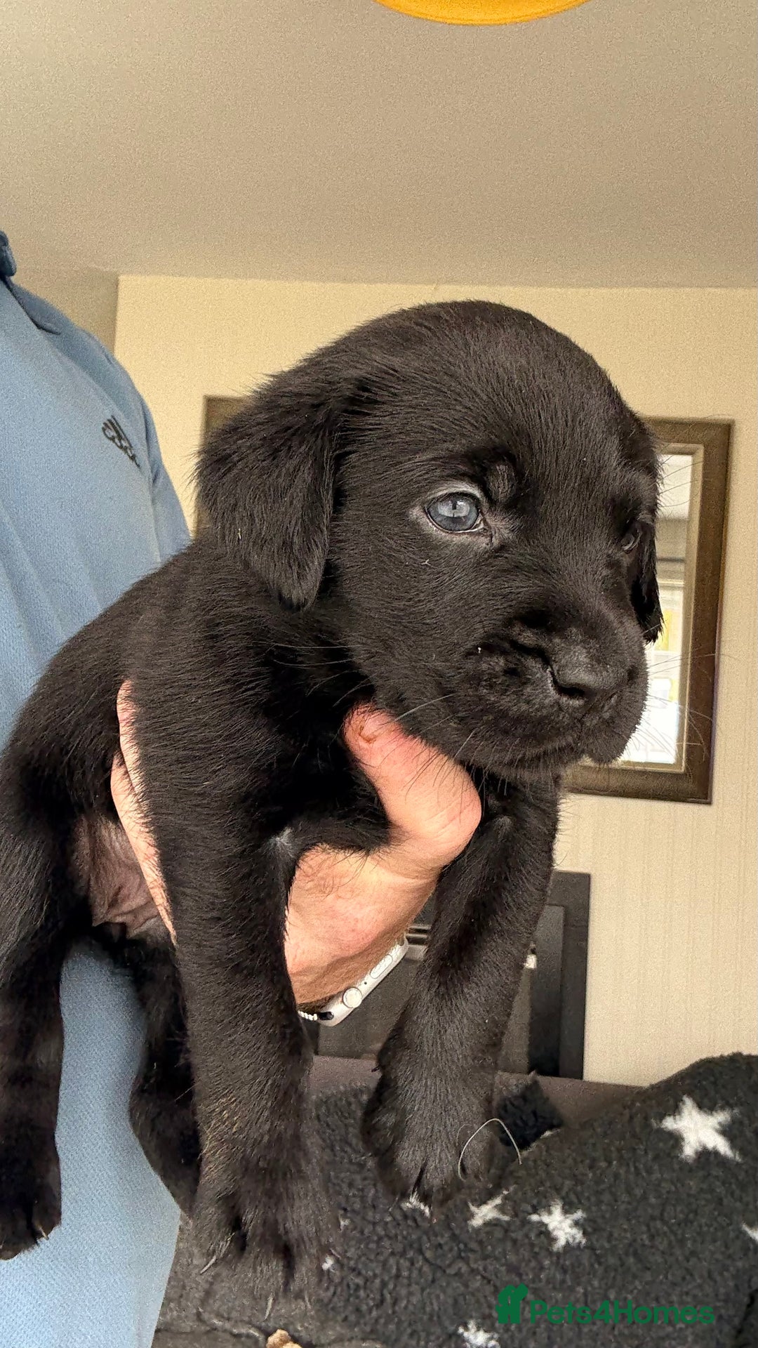 Labrador Retriever dogs for sale: Kc Reg Labrador  Puppies Health Tested Parents - Image 23