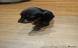 Miniature Dachshund dogs for sale: Miniature Dachshund puppies - Image 9