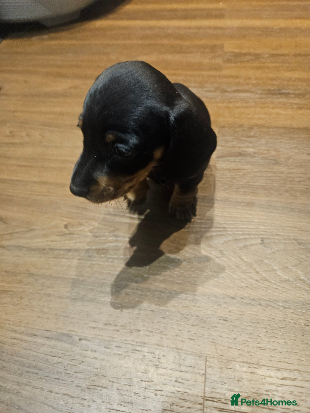 Miniature Dachshund dogs for sale: Miniature Dachshund puppies - Image 9