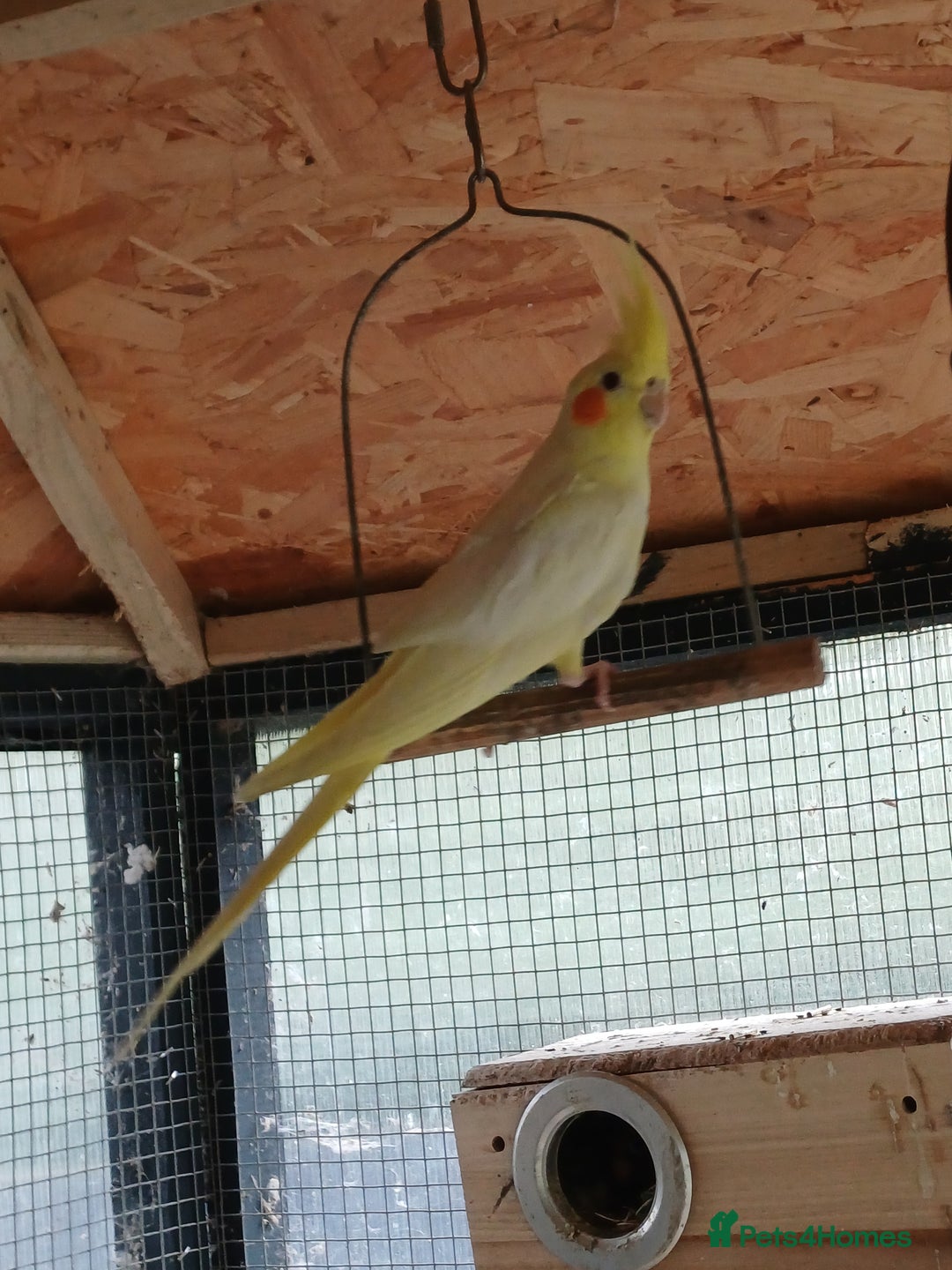 Cockatiels birds for sale: Young cockatiels for sale,  ready now. - Image 4
