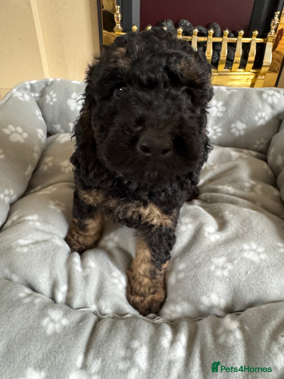 Cockapoo dogs for sale: F1 toy Cockapoo  - Image 3
