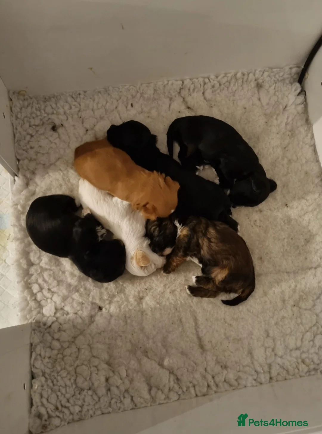 Havanese dogs for sale: Beautiful Havanese Puppies - Advert 3