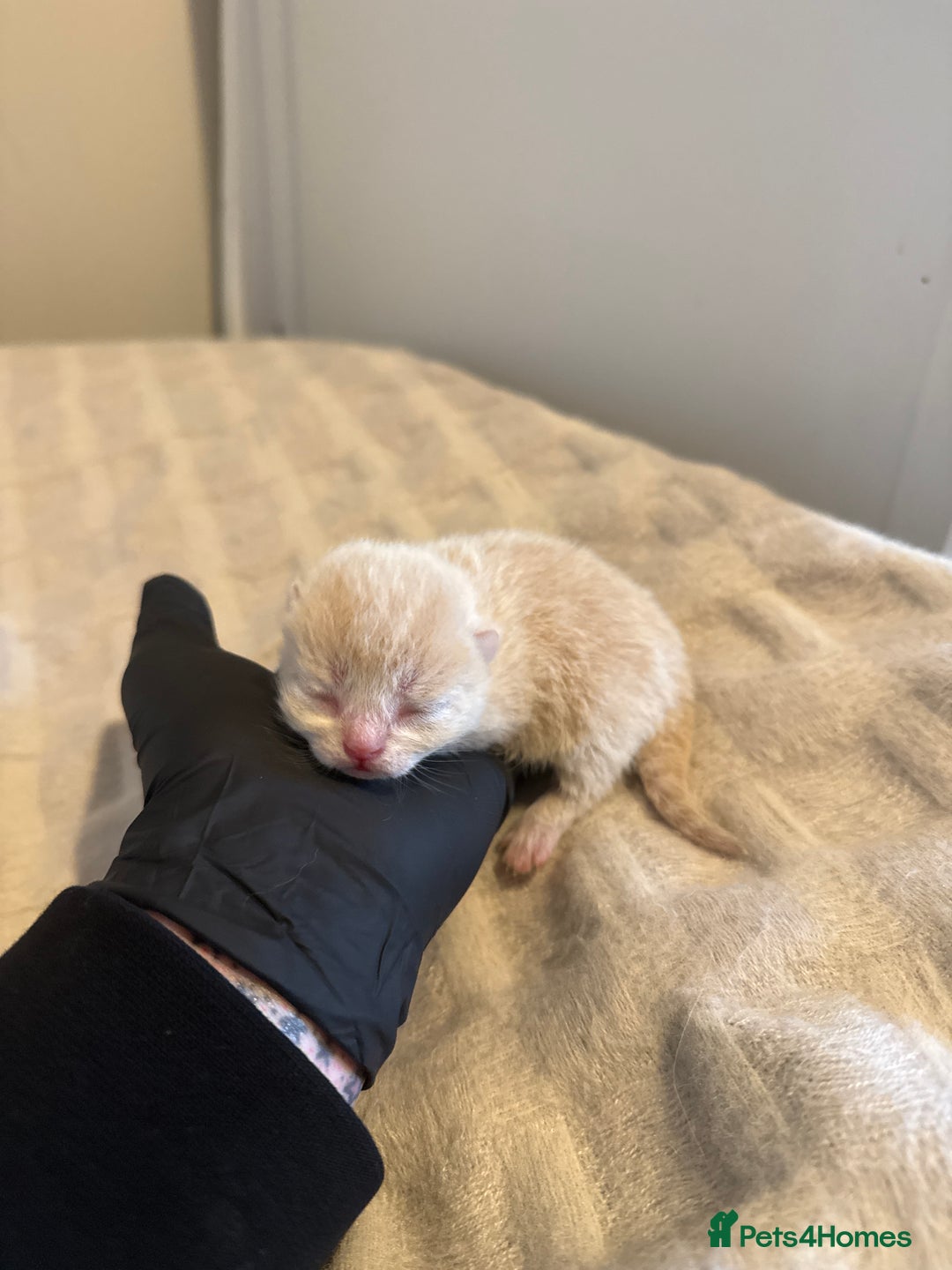 Scottish Fold cats for sale: Scottish fold kittens - Advert 9