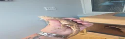 Dragon reptiles for sale: Rakin Dragon - Advert 4