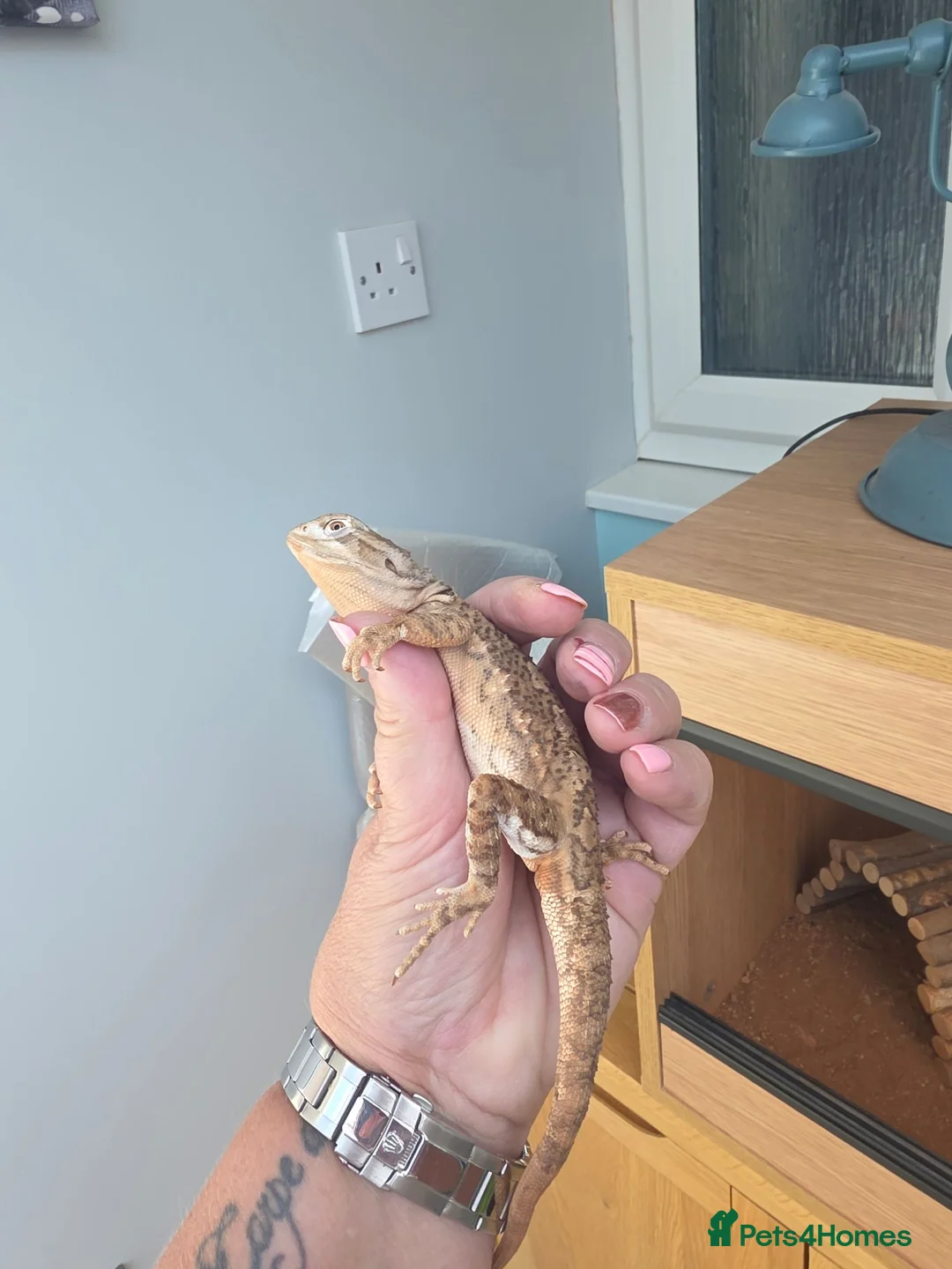 Dragon reptiles for sale: Rakin Dragon - Advert 4