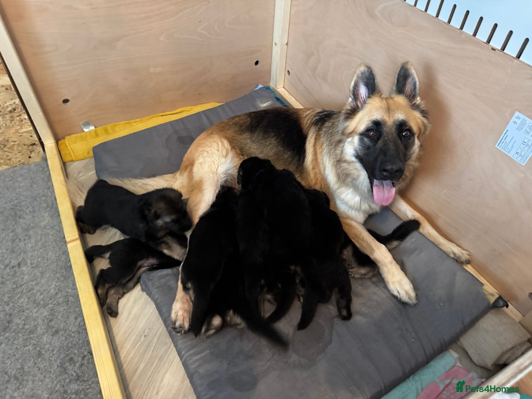 German Shepherd dogs for sale: Beautiful German Shepherd Puppies - Image 23