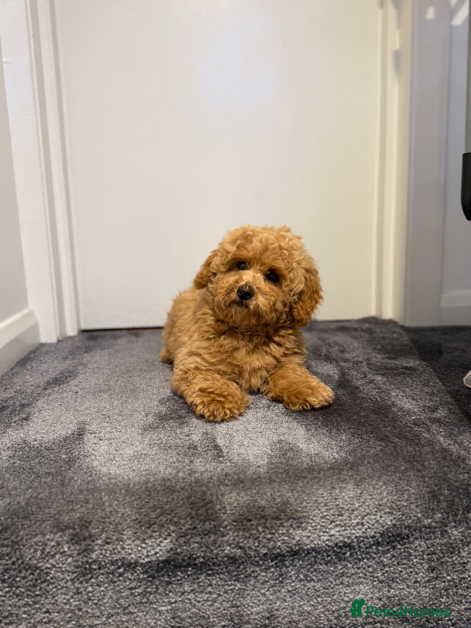 Maltipoo dogs for sale: Beautiful Red Maltipoo puppies for sale  - Advert 12