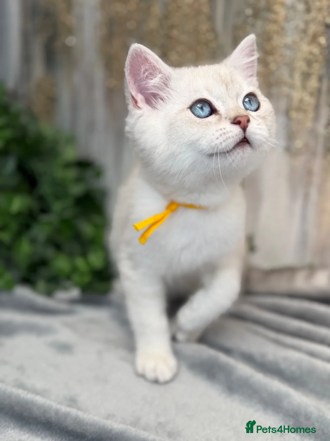 British Shorthair cats for sale: British sh golden point adorable boy left TICA - Advert 11