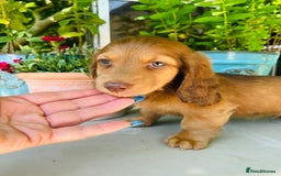 Miniature Dachshund dogs for stud: Dapple Piebald Stud 💫 carrying  cream   in Epsom - Image 33