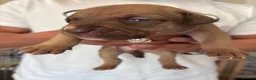 Mixed Breed dogs for sale: Bull presa pups  - Advert 20