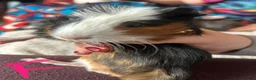 Guinea Pig rodents for sale: Baby Guinea pigs  - Advert 3