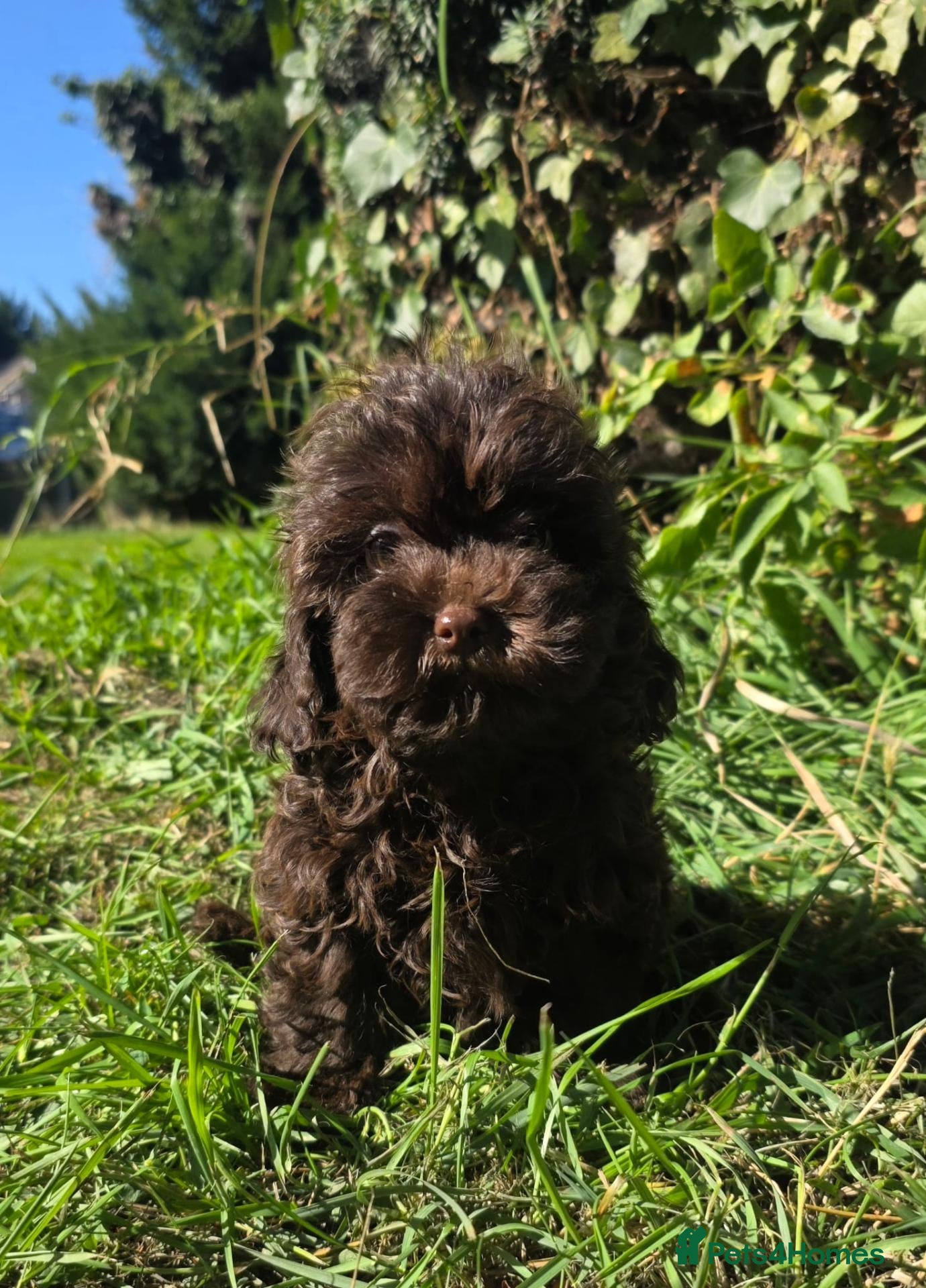 Shihpoo dogs Ready now toy shihpoos vaccinated. - Advert 1