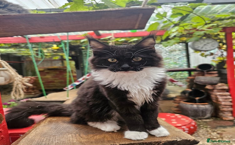 Maine Coon cats - Advert 1