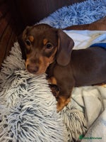 Dachshund dogs - Advert 2