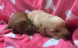 Labradoodle dogs for sale: Gorgeous F1 Labradoodle puppies  - Image 15