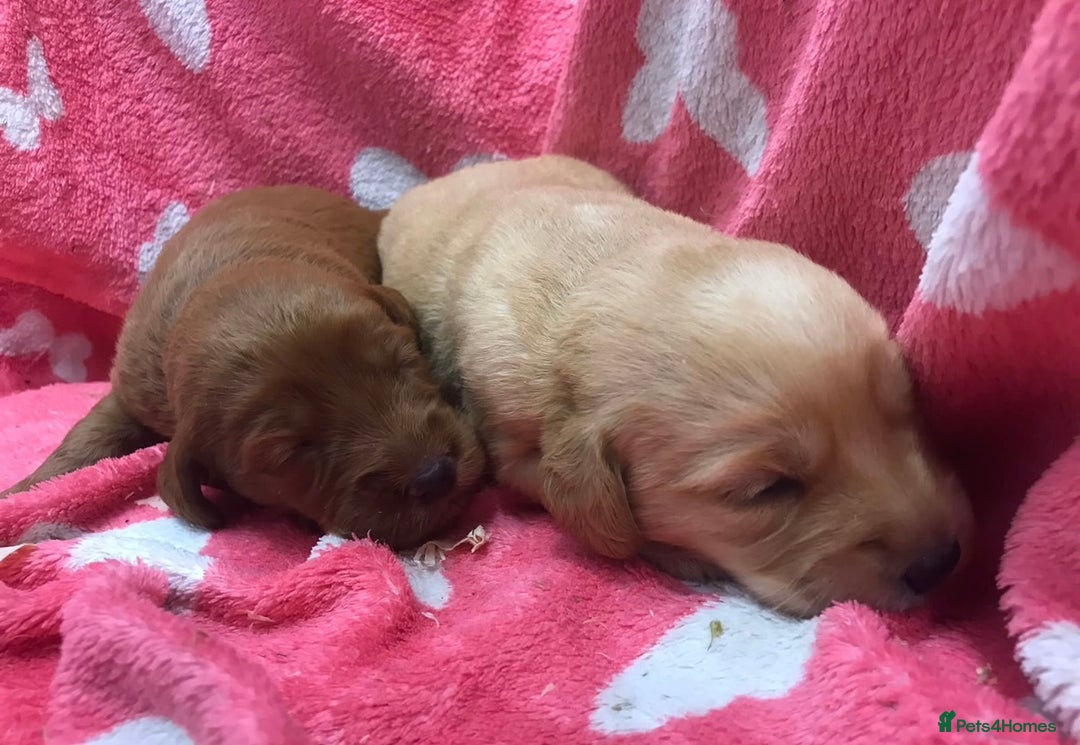 Labradoodle dogs for sale: Gorgeous F1 Labradoodle puppies  - Image 15