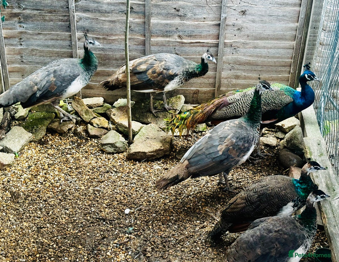 Peafowl poultry for sale: Beautiful Adult Peafowl READY NOW FOR NEW 🏡s - Image 3