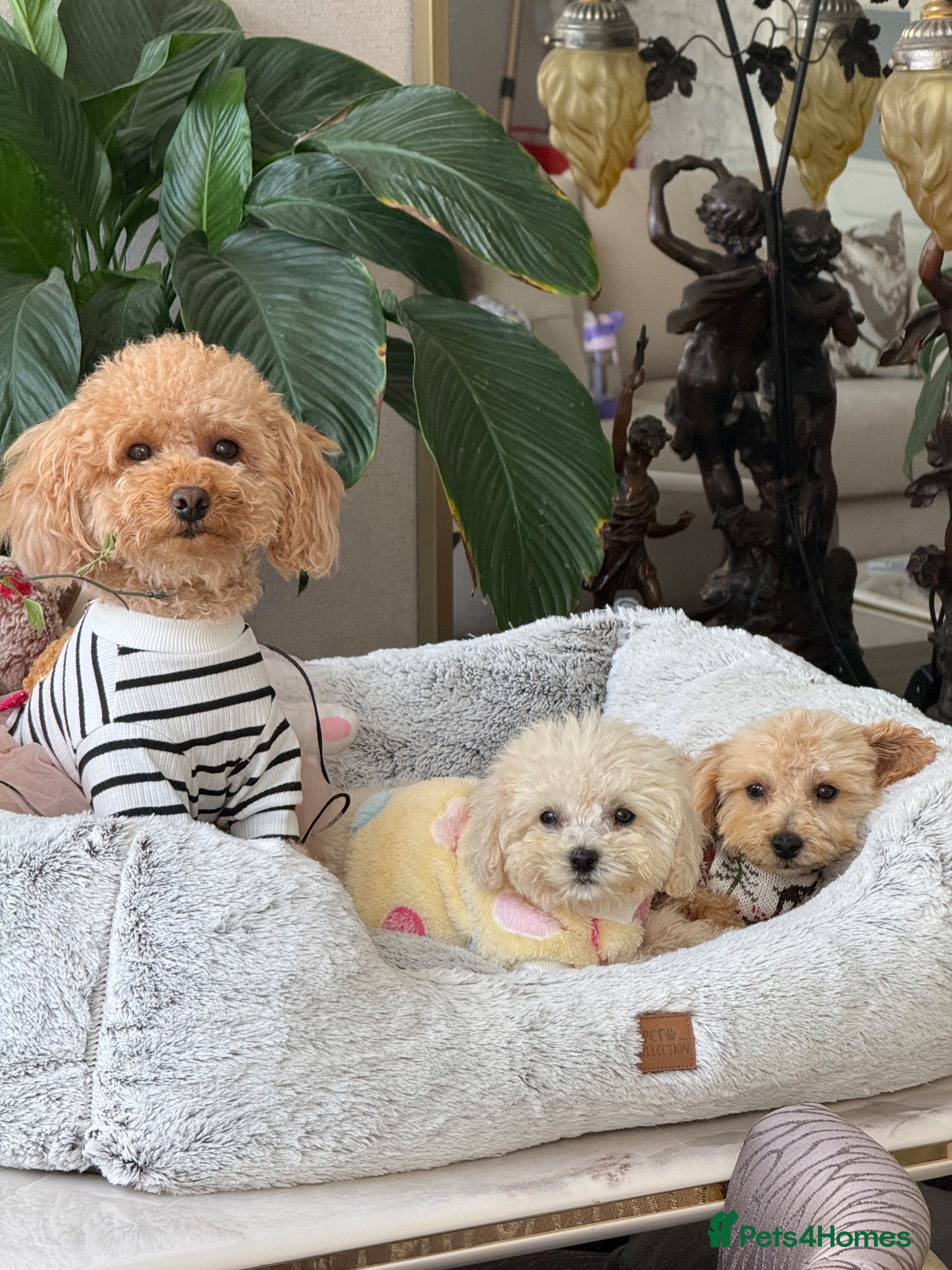 Toy Poodle dogs Pure Asian Toy poodles/Mom & Dad DNA Tested Clear - Advert 4
