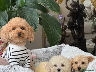 Toy Poodle dogs Pure Asian Toy poodles/Mom & Dad DNA Tested Clear - Advert 4