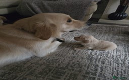 Mixed Breed dogs for sale: Beautiful Golden Cockapoo Retrieve puppies - Image 8