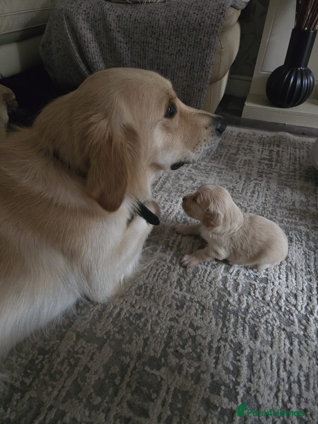 Mixed Breed dogs for sale: Beautiful Golden Cockapoo Retrieve puppies - Image 8