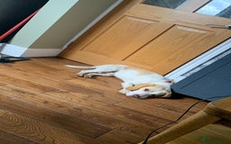 Beagle dogs for sale: 2 year old yellow coloured Beagle - Image 4