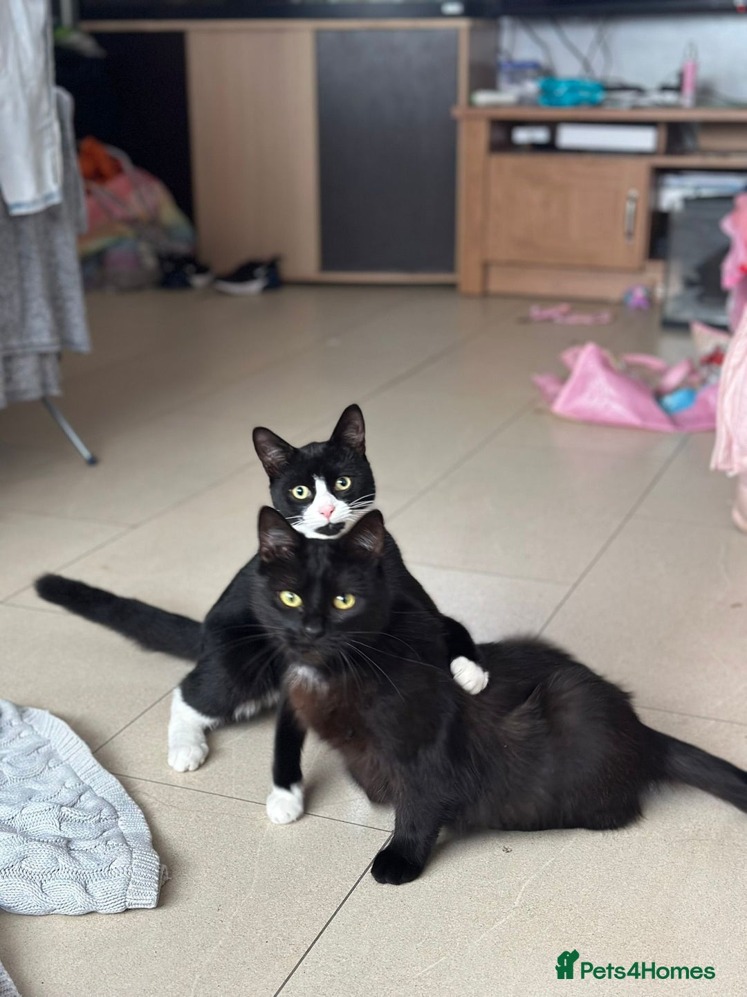 Mixed Breed cats for sale: 2 beautiful cats  - Advert 3