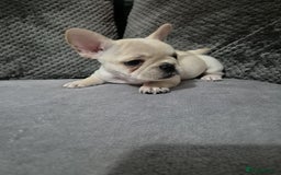 French Bulldog dogs for sale: Gorgeous French bulldog puppies Just 1 girl left!  - Advert 21