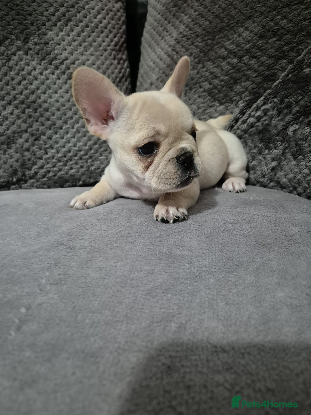French Bulldog dogs for sale: Gorgeous French bulldog puppies Just 1 girl left!  - Advert 21