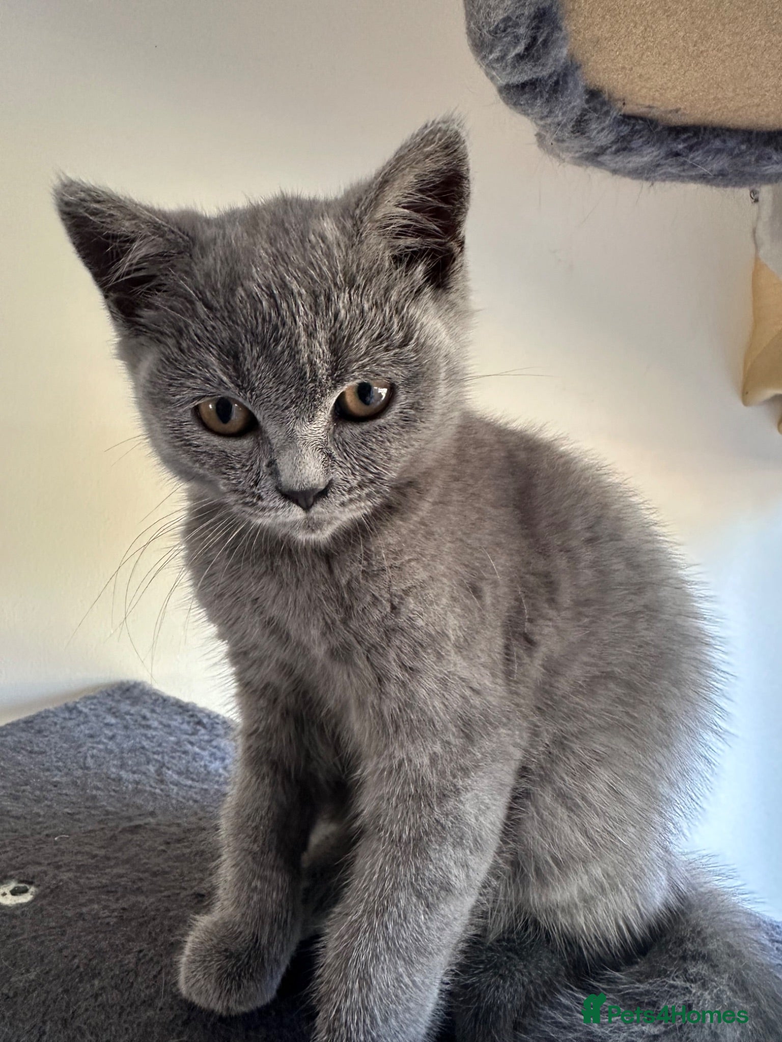Scottish Fold cats Scottish fold - Advert 1