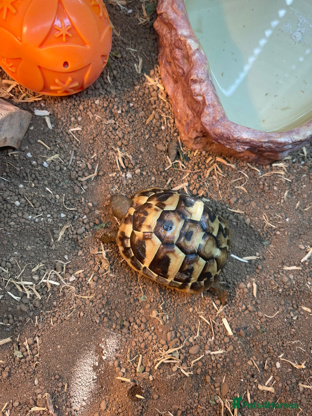 Hermann Tortoise reptiles for sale: Hermann Tortoise  - Image 5