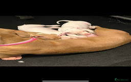 Mixed Breed dogs for sale: 2 white boys available  Ready to leave now - Image 10