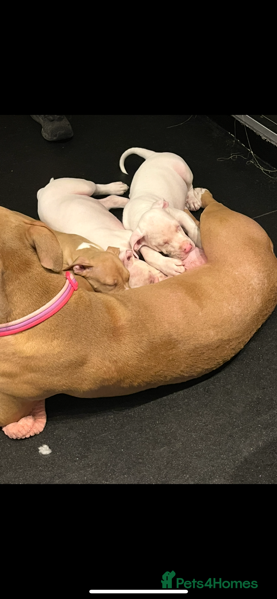 Mixed Breed dogs for sale: 2 white boys available  Ready to leave now - Image 10