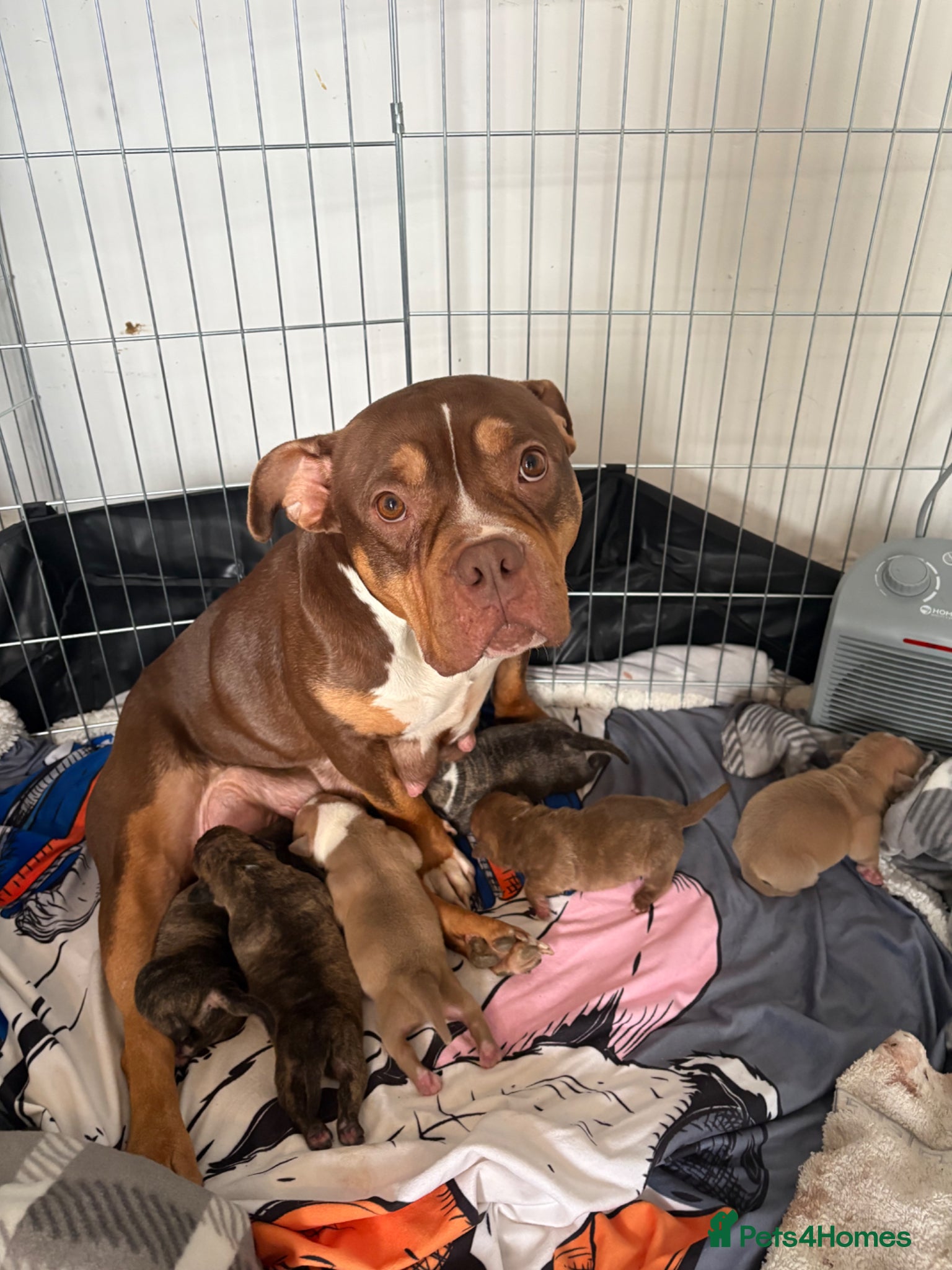 Mixed Breed dogs for sale: Tri Pocket bully x Staffy Puppies  - Advert 1