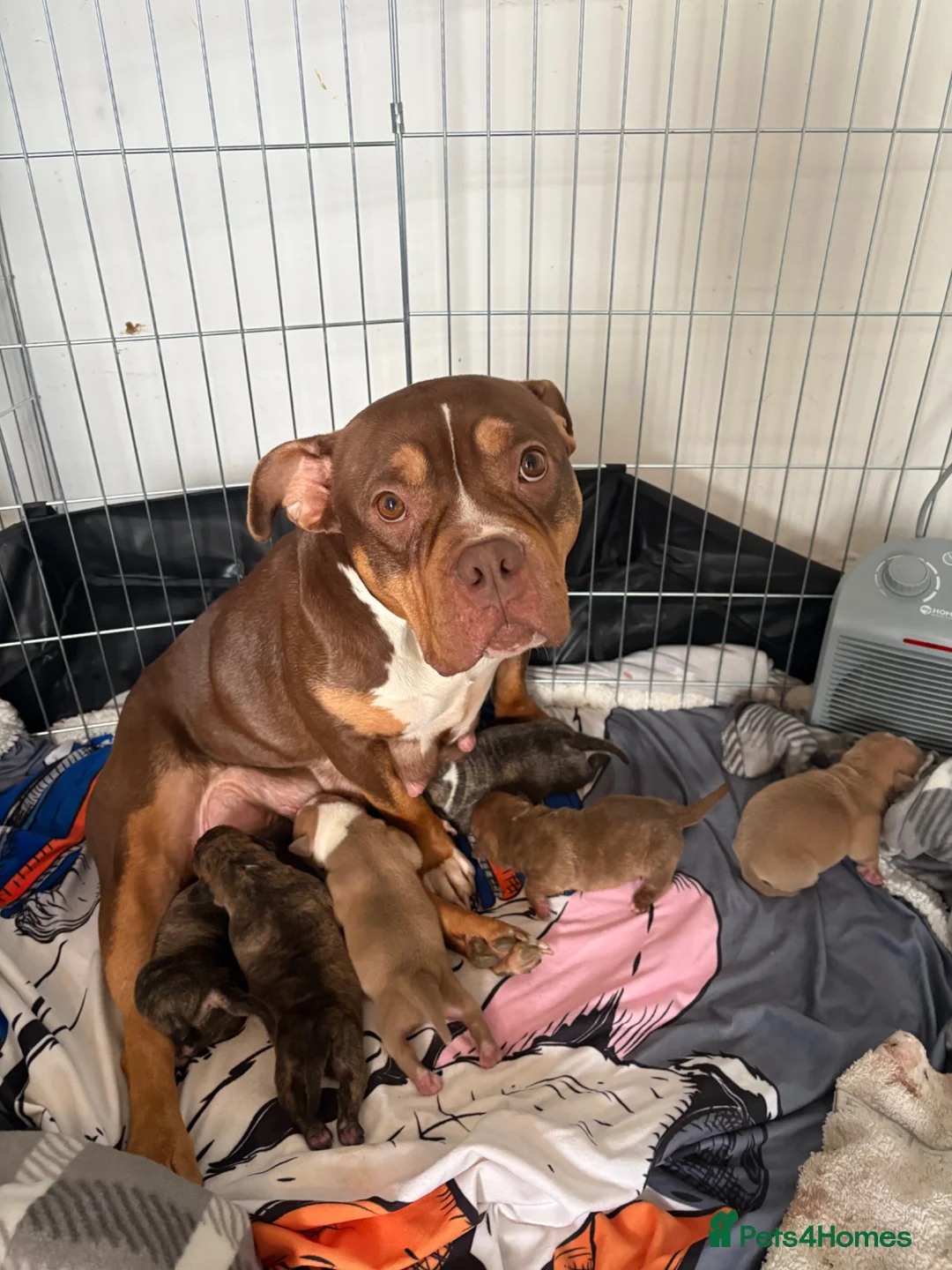 Mixed Breed dogs for sale: Tri Pocket bully x Staffy Puppies  - Advert 1