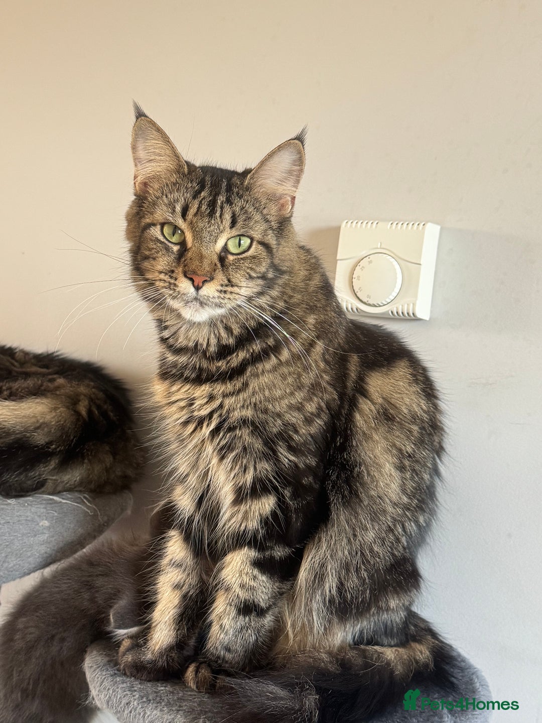 Mixed Breed cats for sale: 3/4 Maine Coon 1/4 ragdoll kittens ready - Advert 2