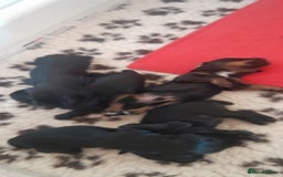 Cocker Spaniel dogs for sale: KC Registered Health Tested Working Type Puppies - Image 6