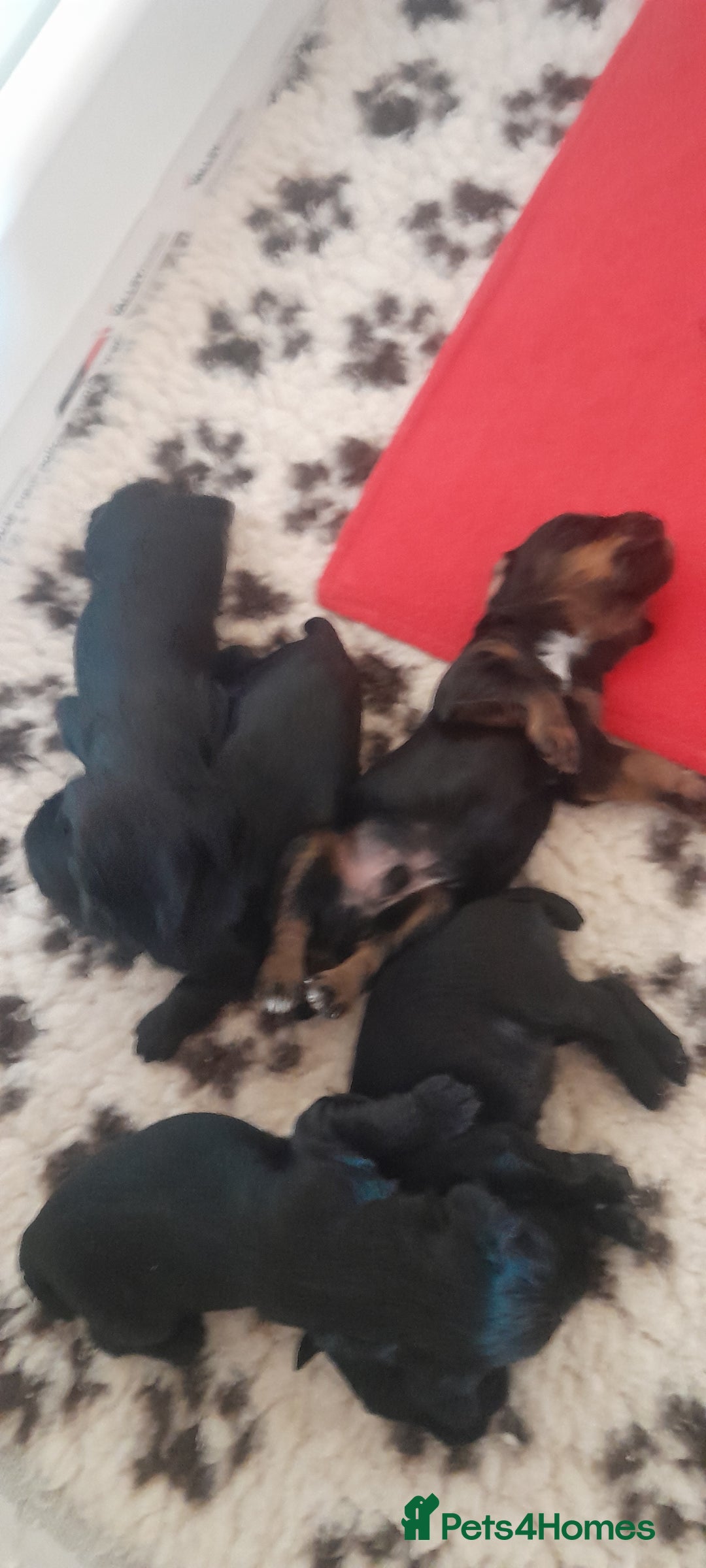 Cocker Spaniel dogs for sale: KC Registered Health Tested Working Type Puppies - Image 6