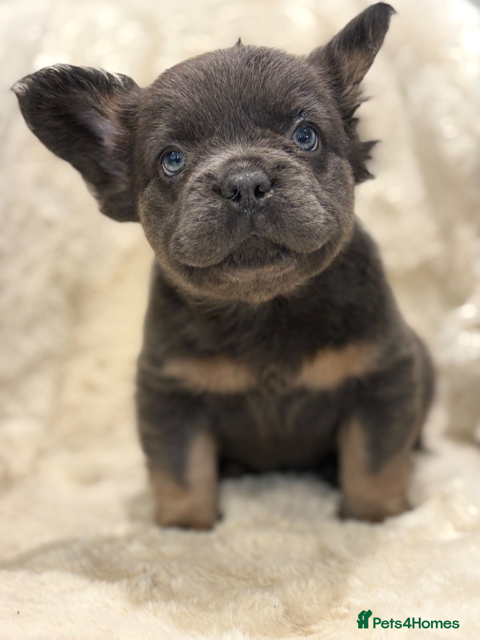 French Bulldog dogs Top quality fluffy French bulldog puppies  - Advert 1