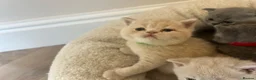 British Shorthair cats for sale: Breathtaking purebred British shorthair kittens - Advert 18
