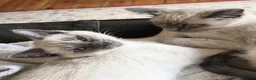 Ragdoll cats for sale: Beautiful blue point kittens - look Siamese - Advert 1