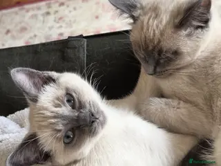 Ragdoll cats Beautiful blue point kittens - look Siamese - Advert 15